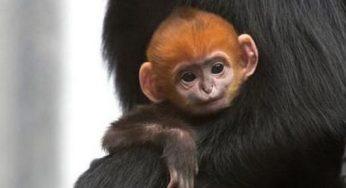 Could a François’s langur monkey be the key to the San Francisco Giants success?